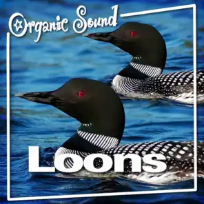 Loon Song Nature Sound for Stress Release and Well Being
