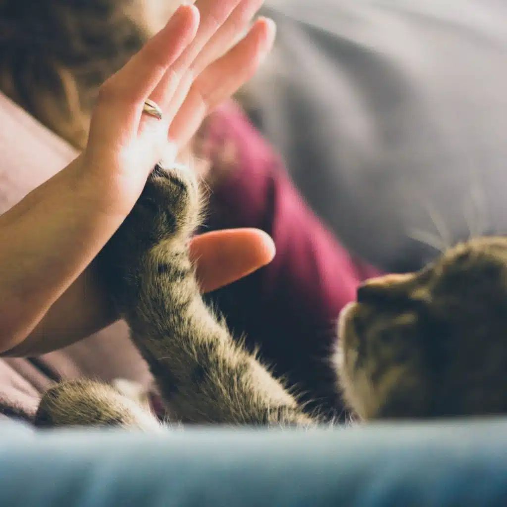 Purrfect Lofi Harmony