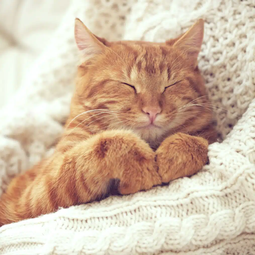 Jazz Piano Purr Serenity: Soothing Melodies for Cozy Cats