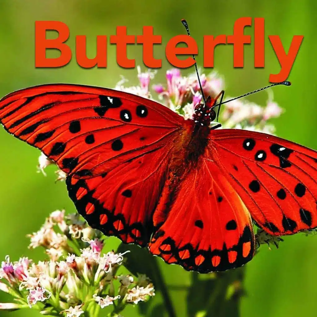 Carl & The Commanders