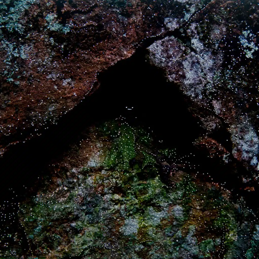 Formigas e Lagartas