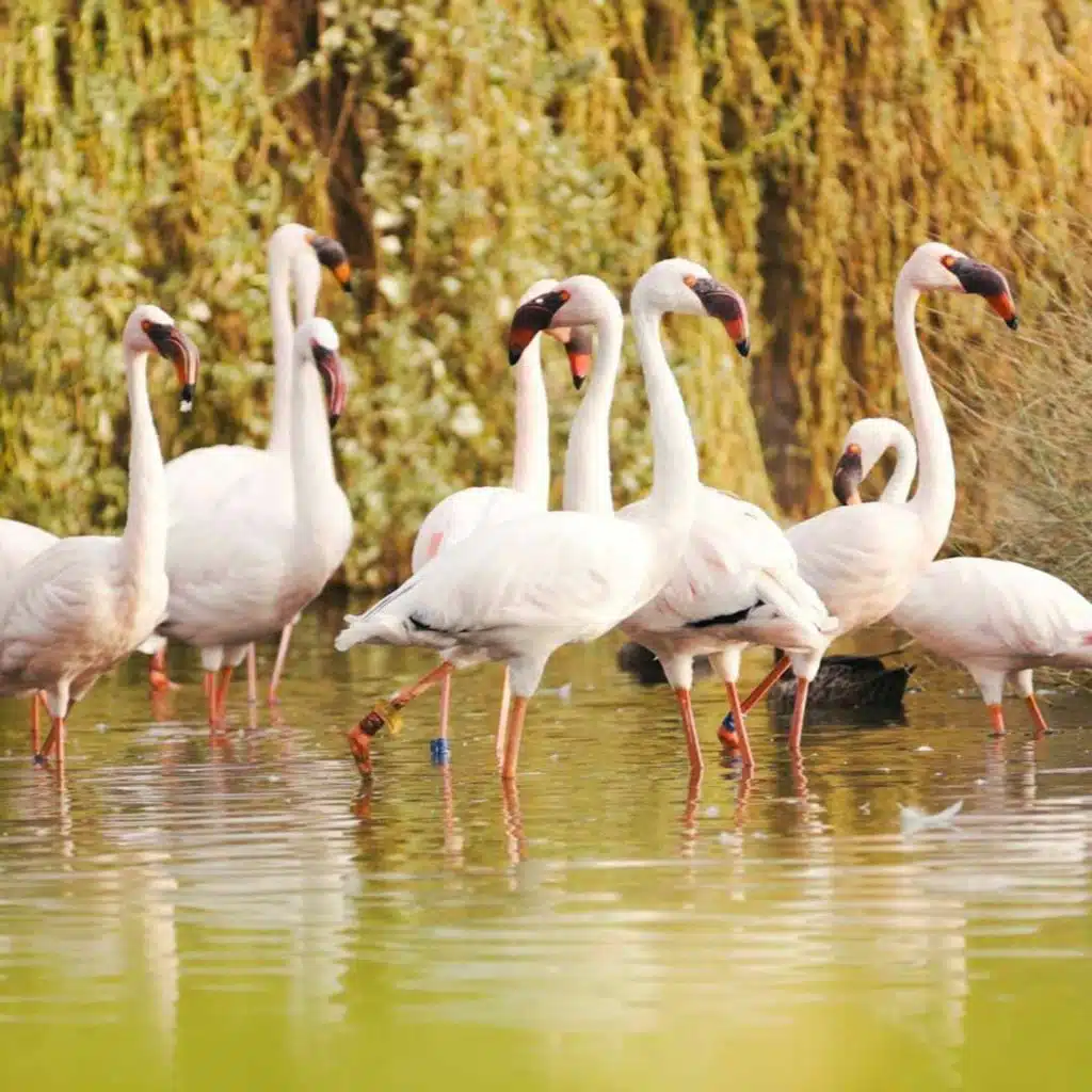 What to expect from Sharjah Safari this year with Budour Al Ketbi (05.10.23)