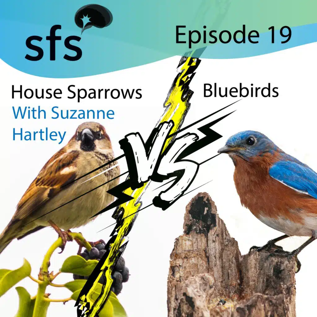 Ep. 19: Bluebirders vs House Sparrows with Suzanne Hartley