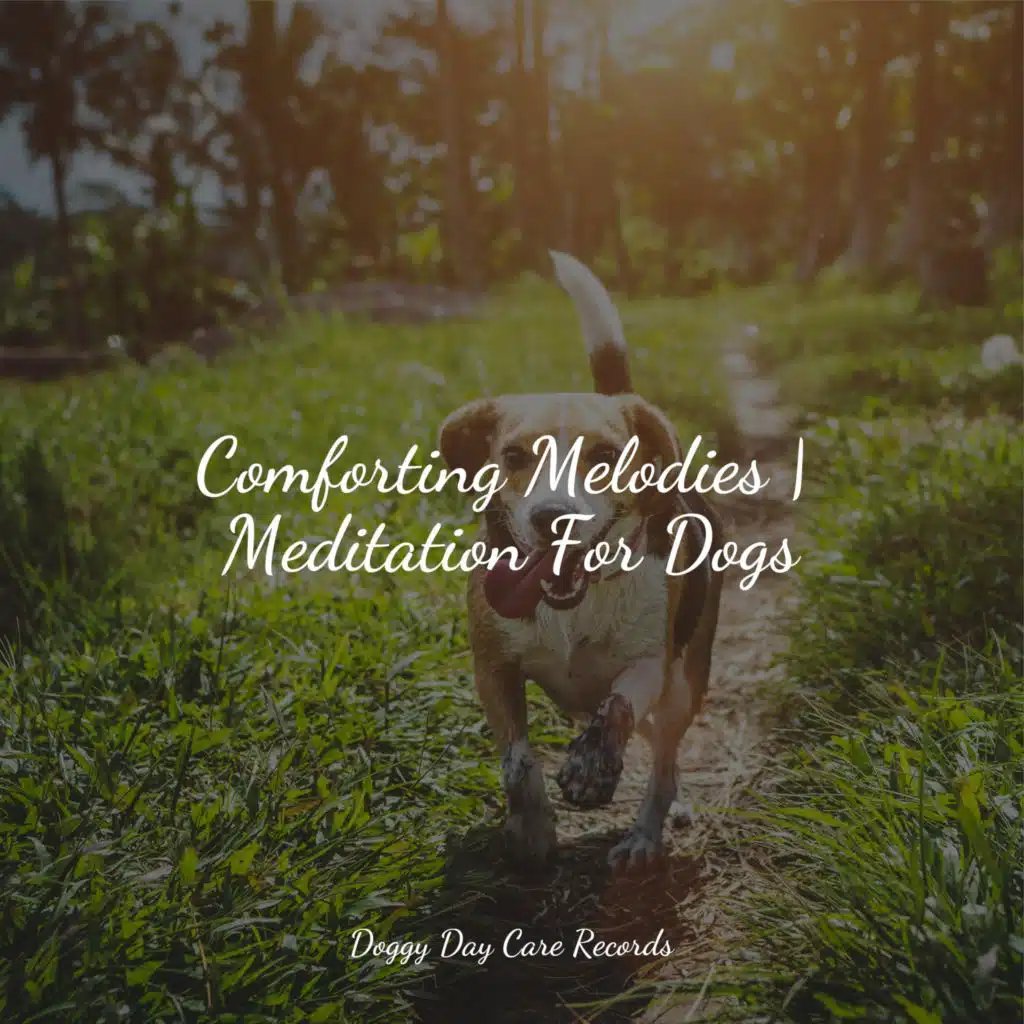 Comforting Melodies | Meditation For Dogs