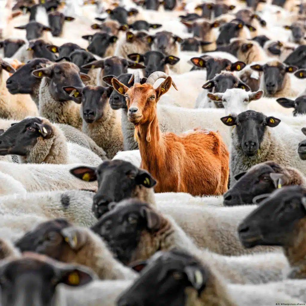 Keinen Bock auf Bockmist und Bockwurst