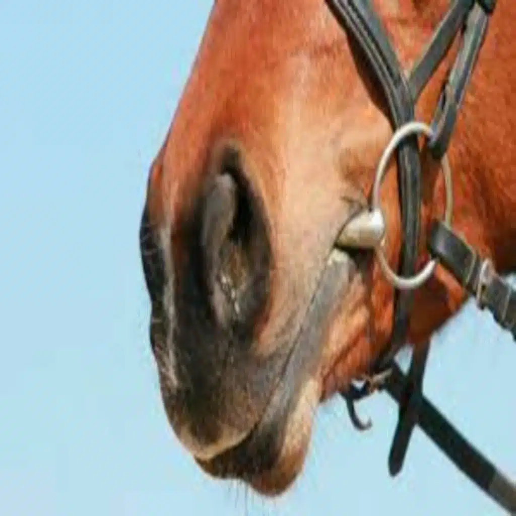 POP 361 - Yoke, Bit & Compass