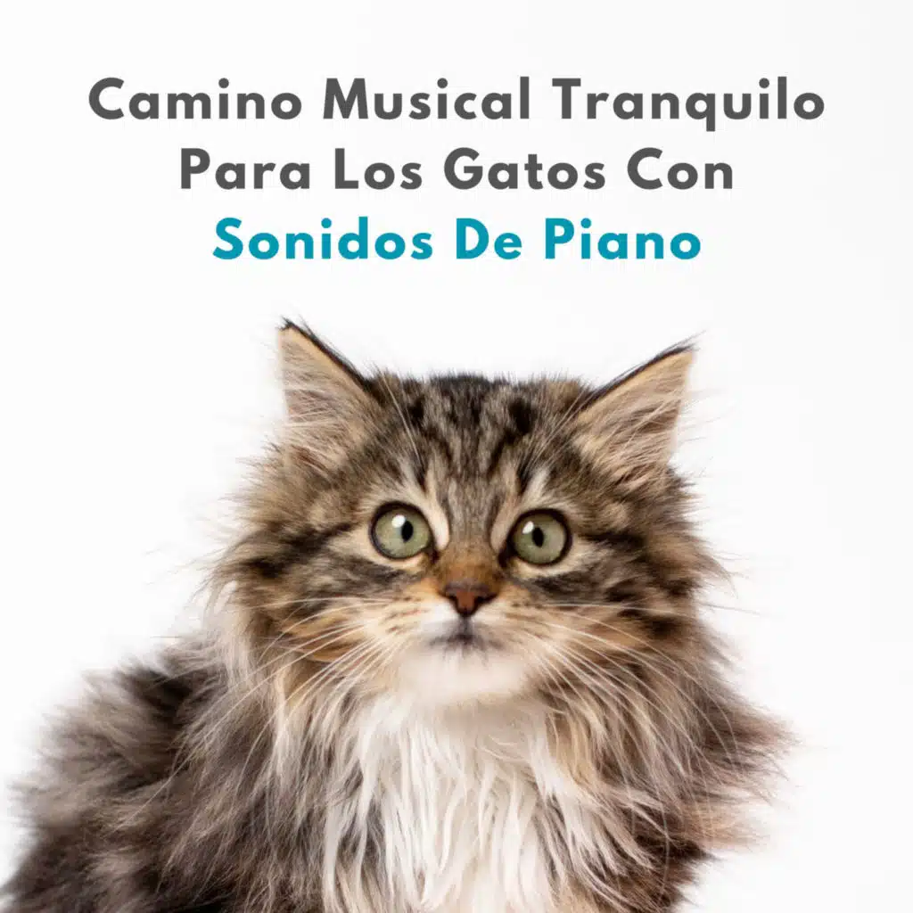 Camino Musical Tranquilo Para Los Gatos Con Sonidos De Piano