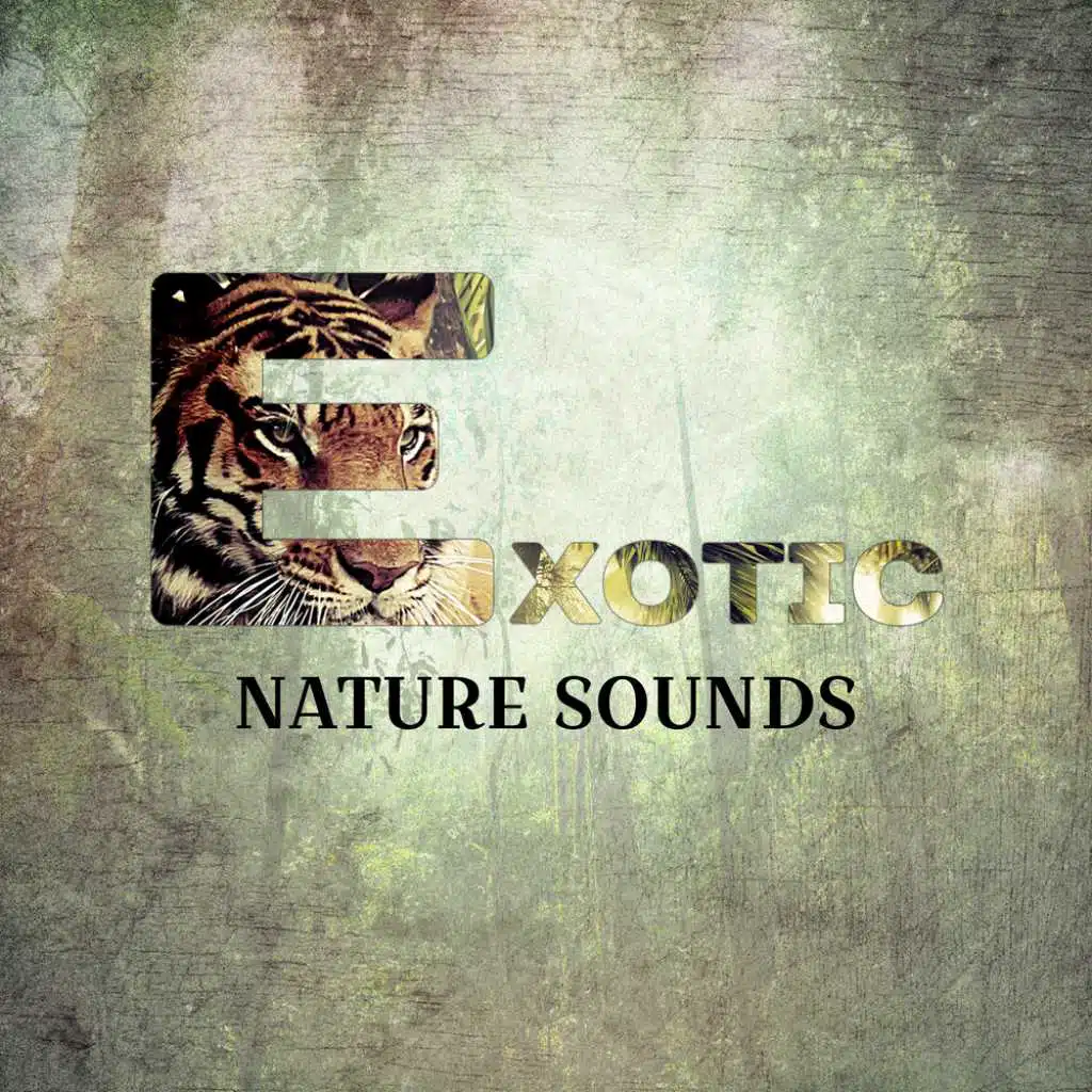 Exotic Nature Sounds