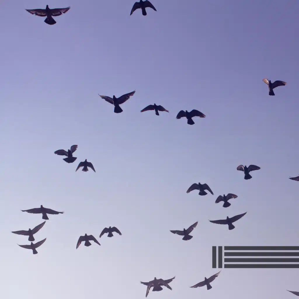 Sons Agradáveis De Pássaros E Floresta