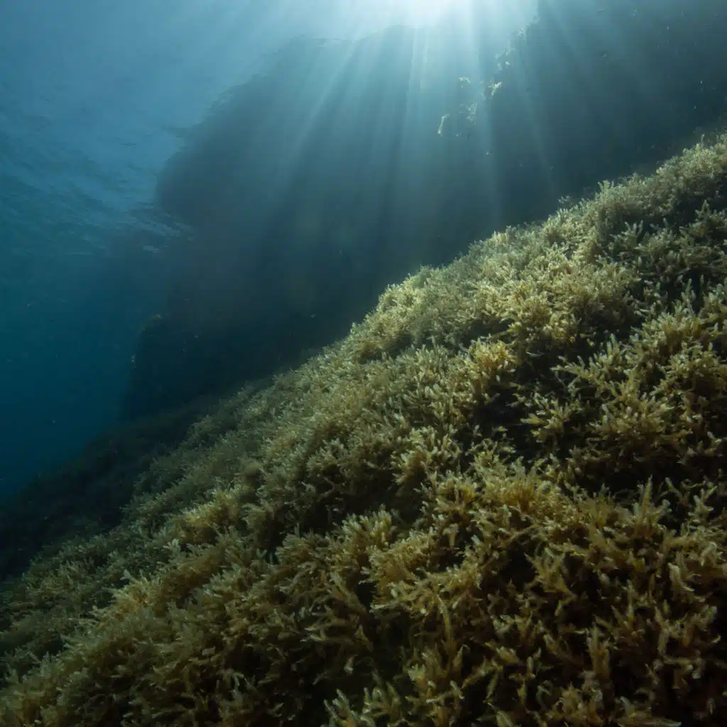 På havets bunn (feat. Erland Dahlen)