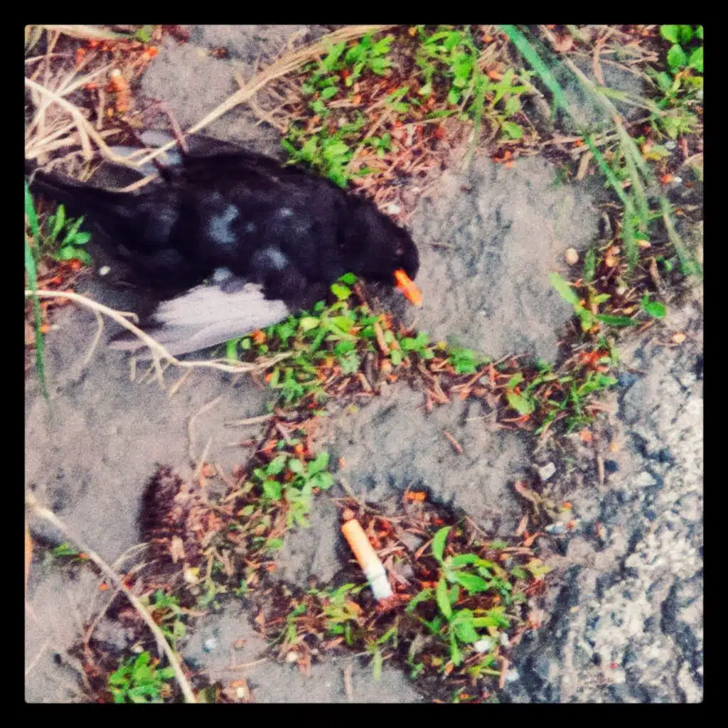 Crow High, Fall Down, Find Home!