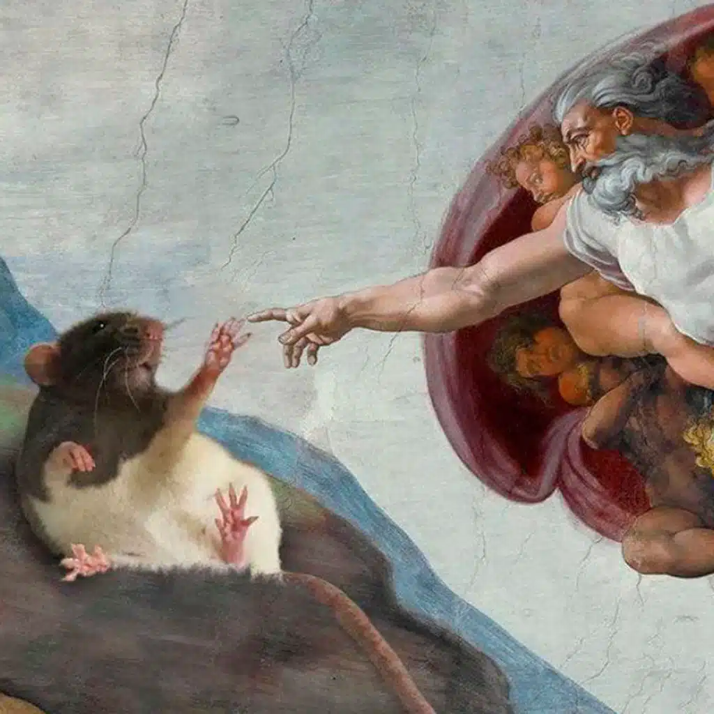 Крыса freestyle