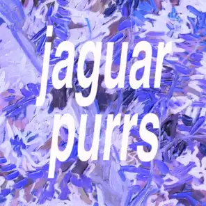 Jaguar Purrs
