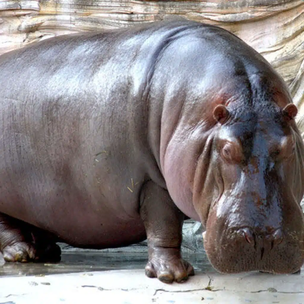 How hippos help and a news roundup (14 November 2014)