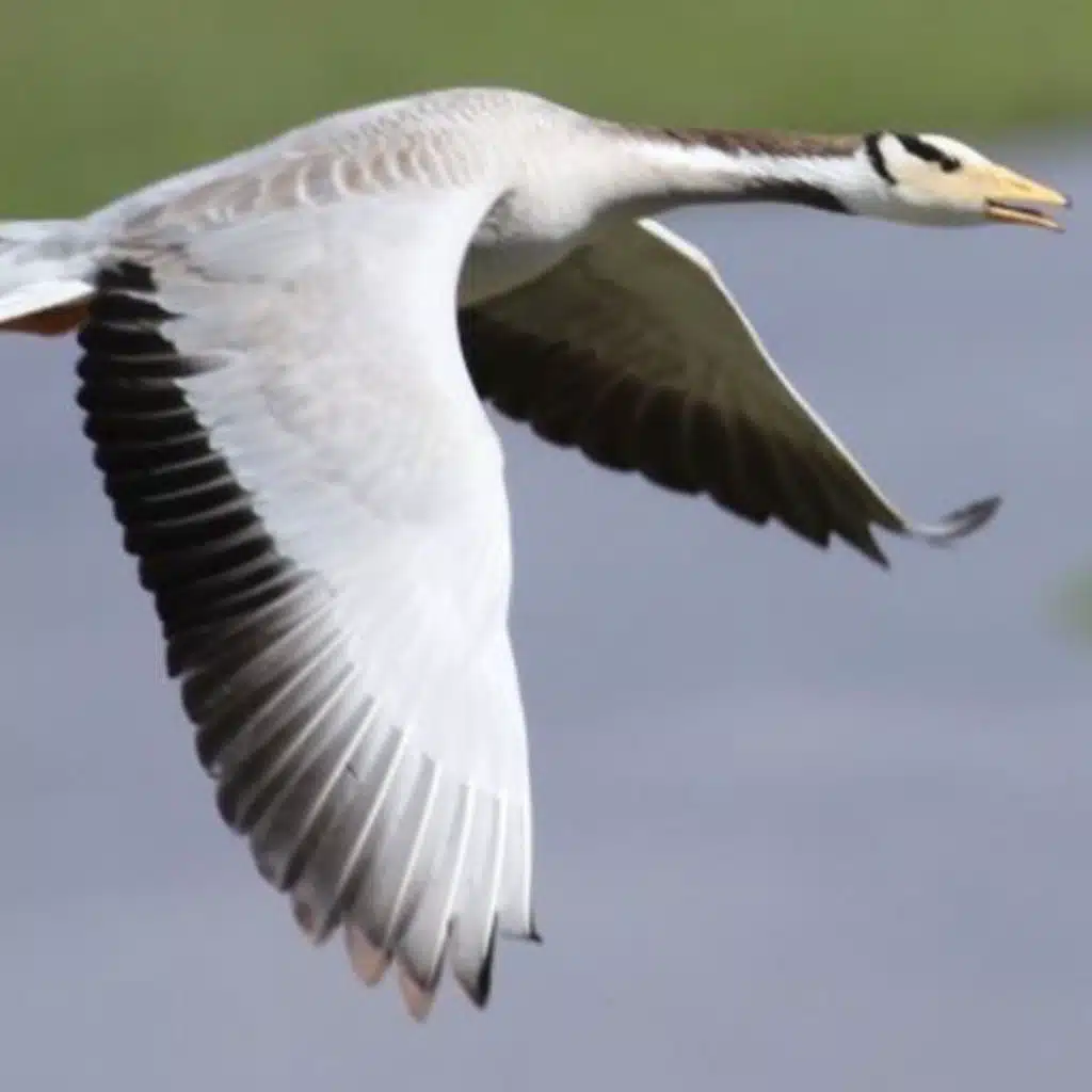 High-altitude bird migration and a news roundup
