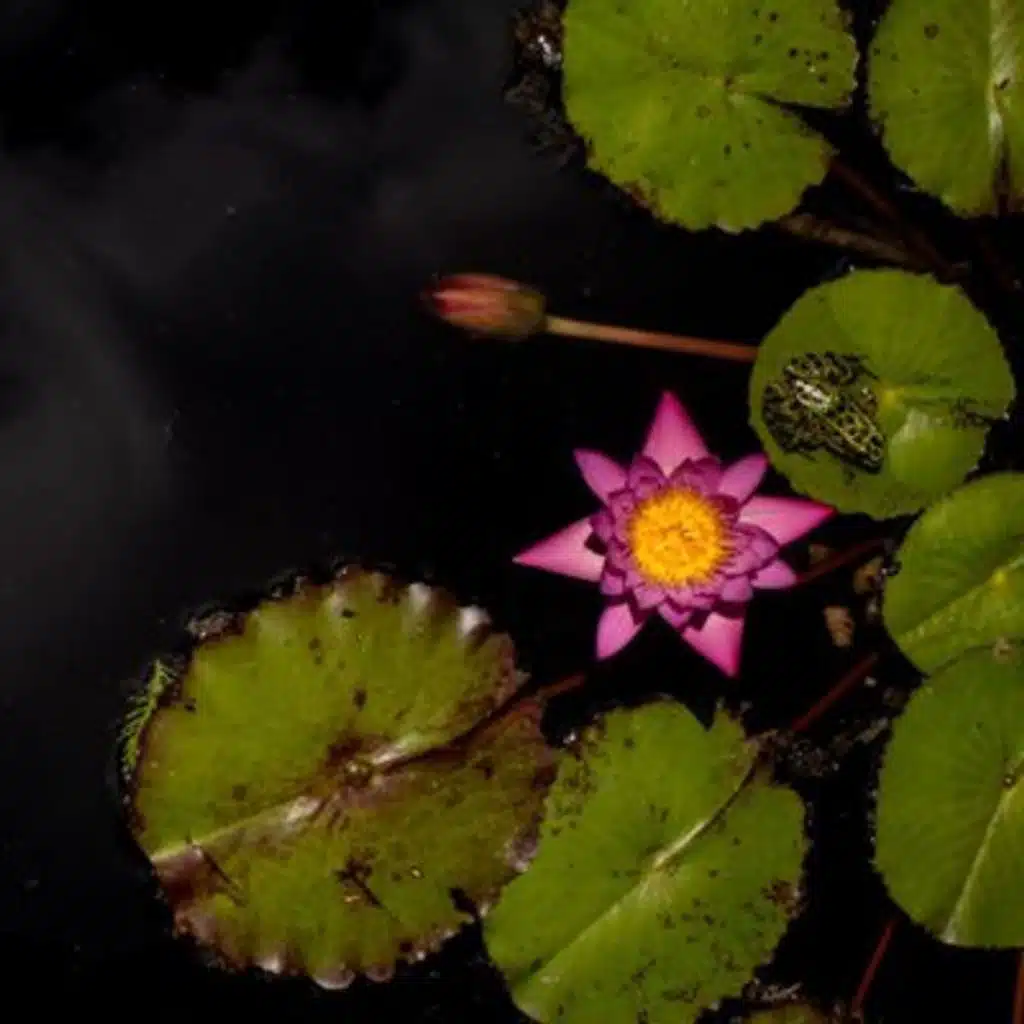 Croaking Frogs Sound for Sleep