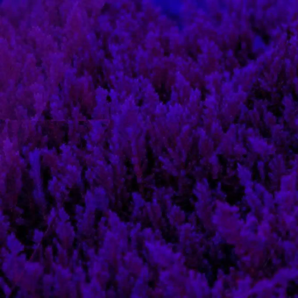 Twilight Bliss Sleep Music