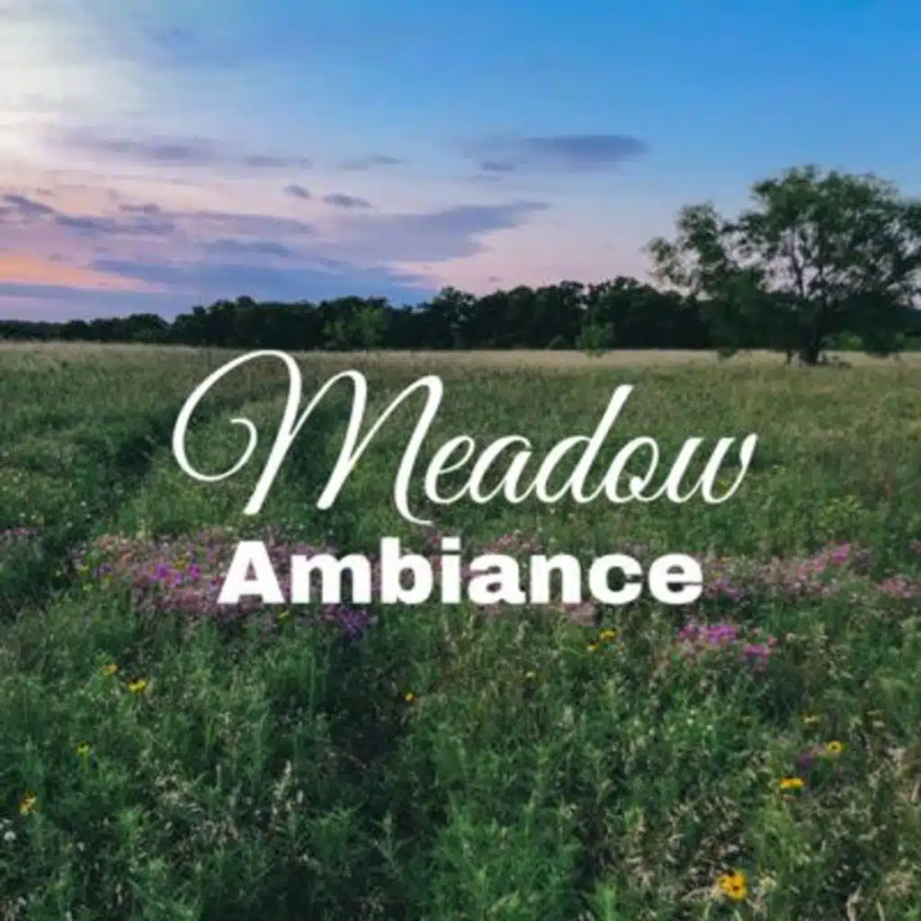 Meadow Ambiance for Focus and Relaxation