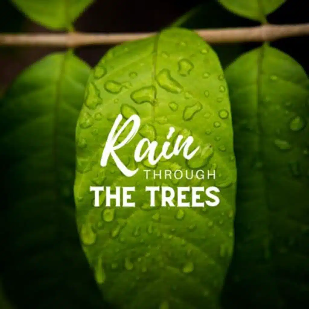 Rain Through the Trees: Relaxing Rain Sound