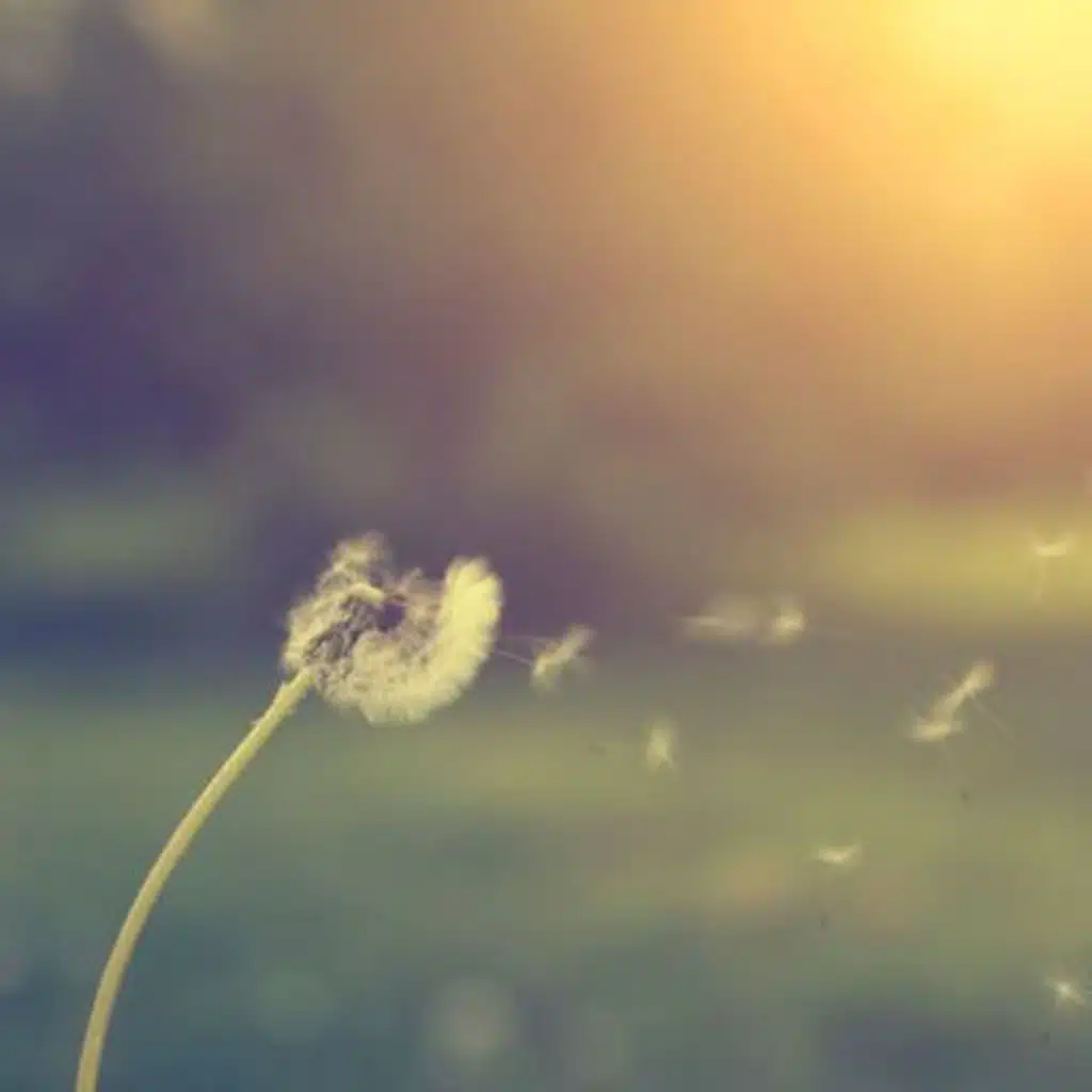 Summer Breeze: Wind Sounds