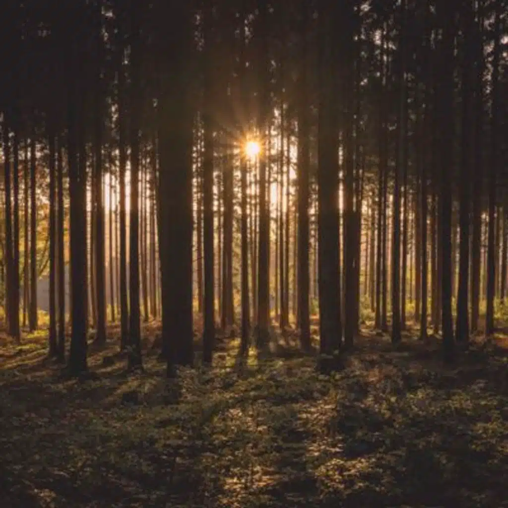 Trees Creaking in the Wind: Nature Soundscape