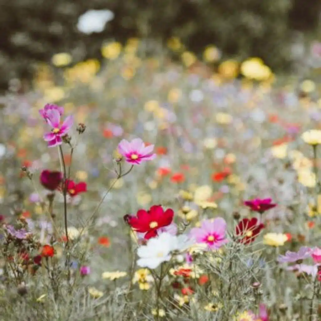 Spring Glade: Relaxing Meadow Nature Ambiance