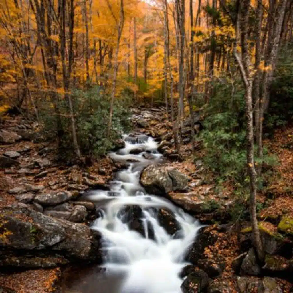 Crickets at the Creek: Babbling Brook & Cricket Soundscape