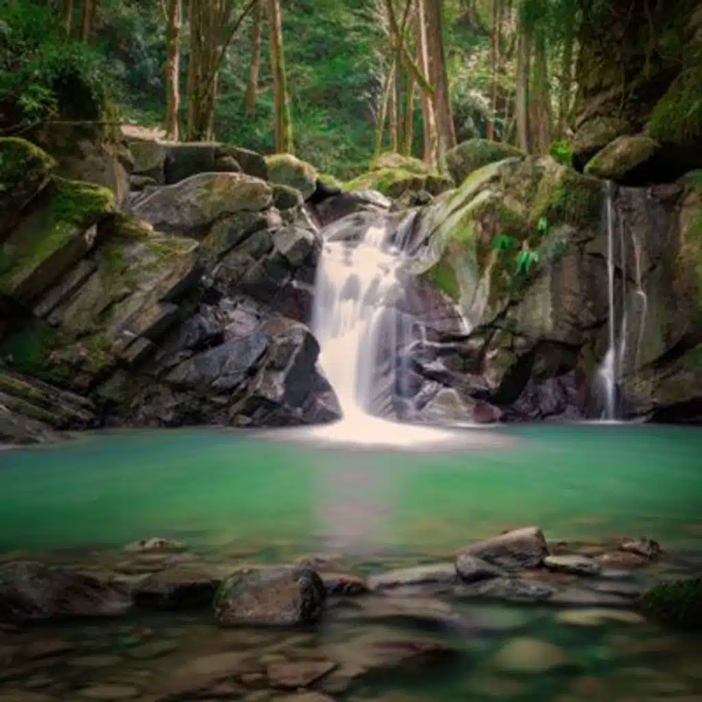 Relax at the Jungle River: Nature Soundscape