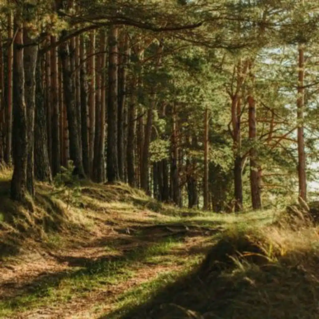 Forest Ambience: Anxiety Reduction Soundscape