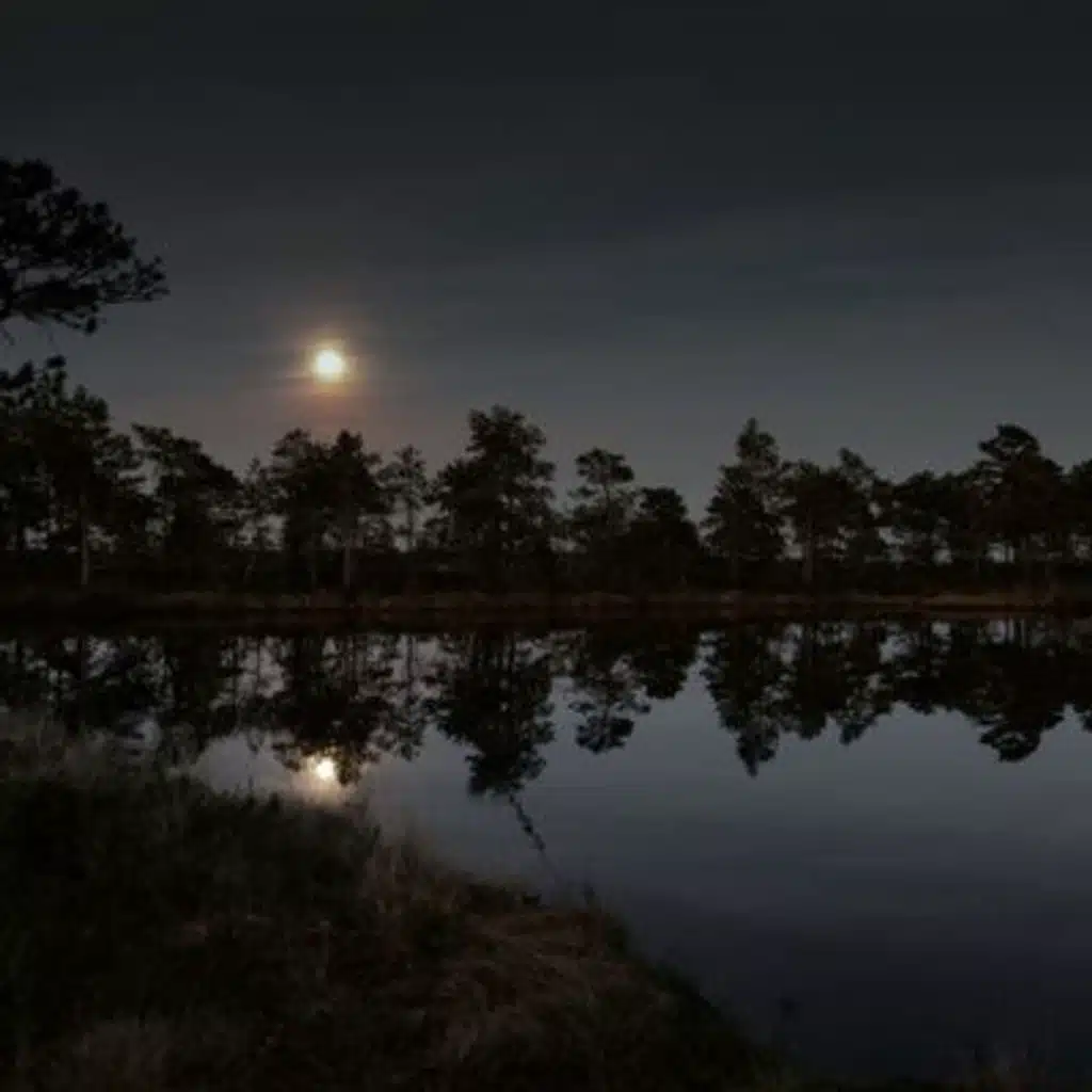 Midnight Marsh Ambience: Fall Asleep Fast Nature Soundscape