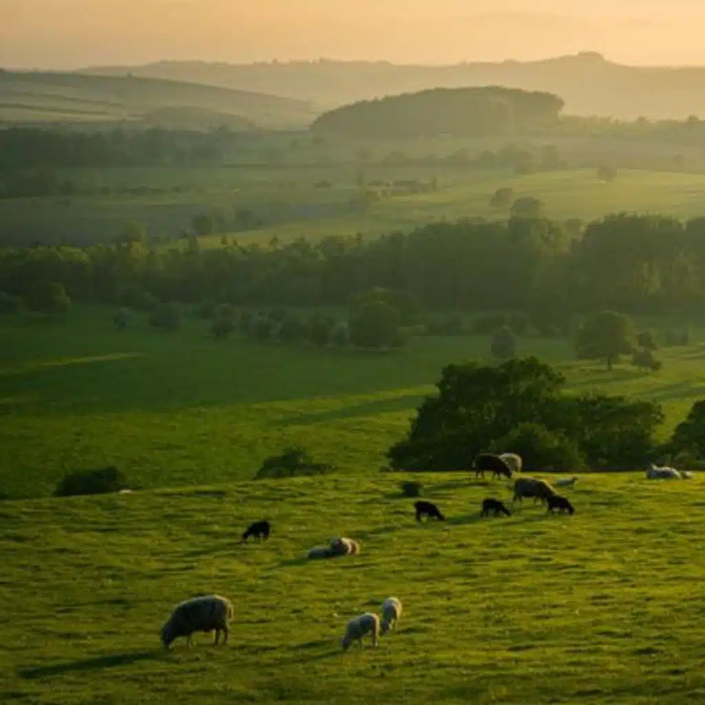 English Meadow Sounds | Relaxing Nature Ambience for Sleep, Study, or Meditation