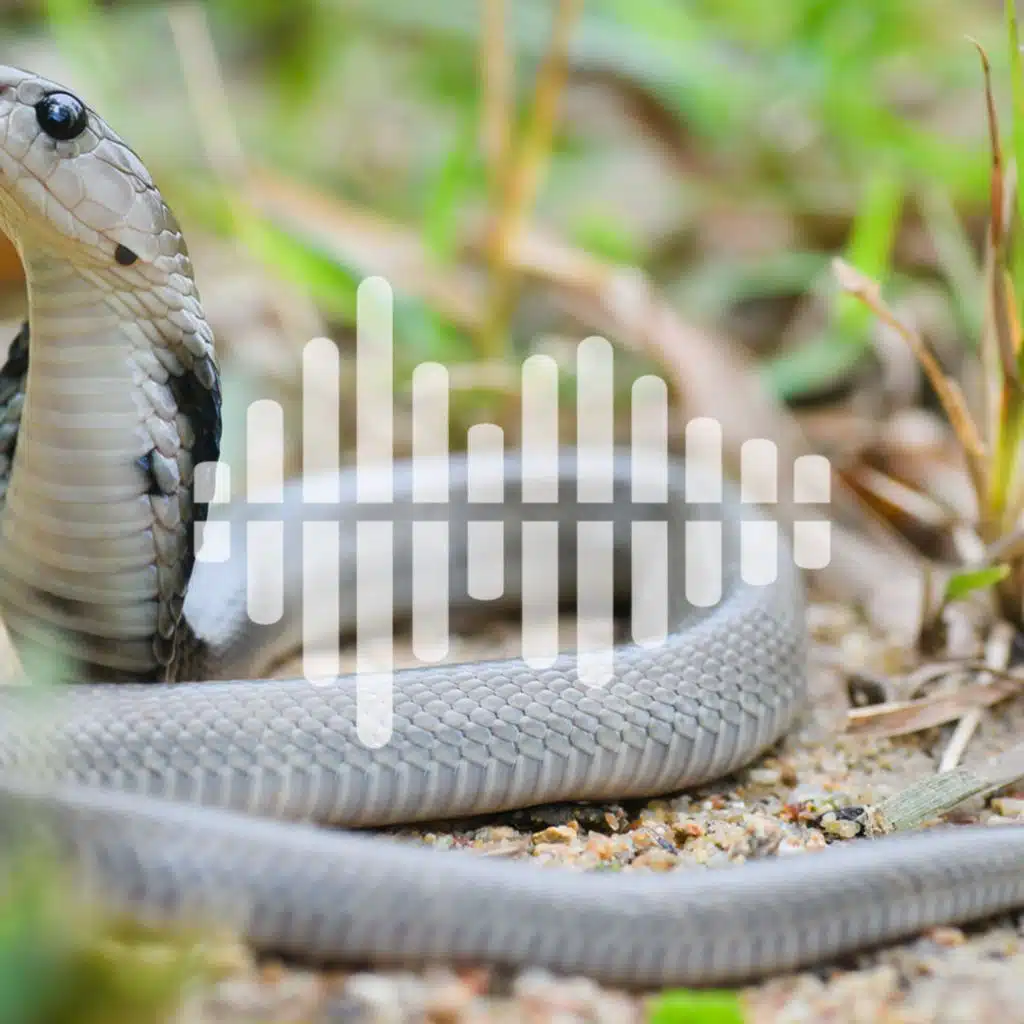Counting research rodents, a possible cause for irritable bowel syndrome, and spitting cobras