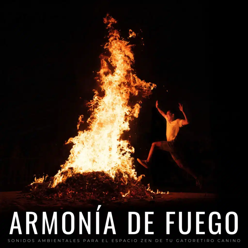 Armonía De Fuego: Sonidos Ambientales Para El Espacio Zen De Tu Gato