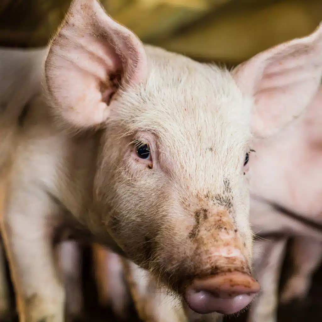 African Swine Fever: The Biggest Thing to Hit Animal Protein Markets
