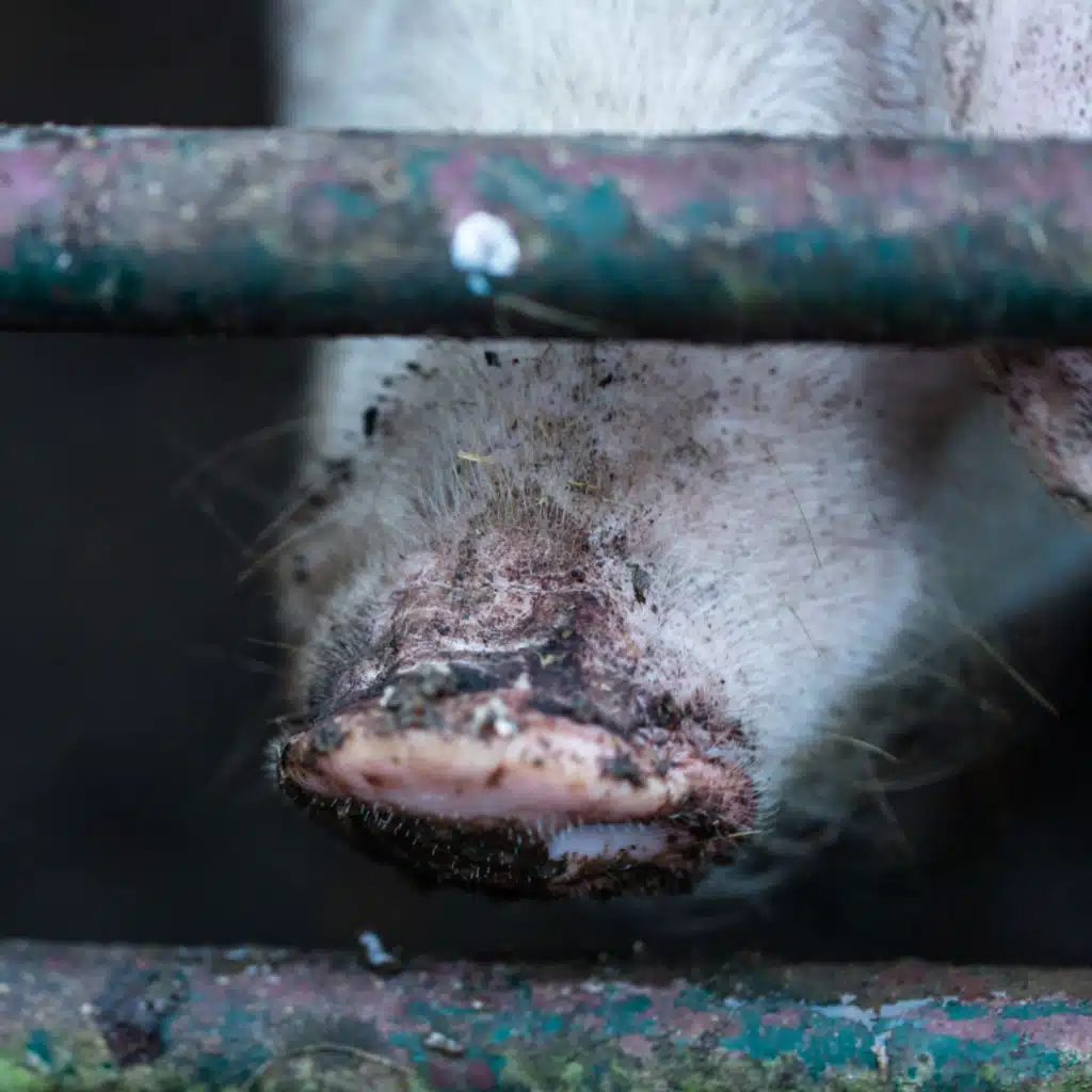 African Swine Fever: The Backseat Driver of Global Protein Markets