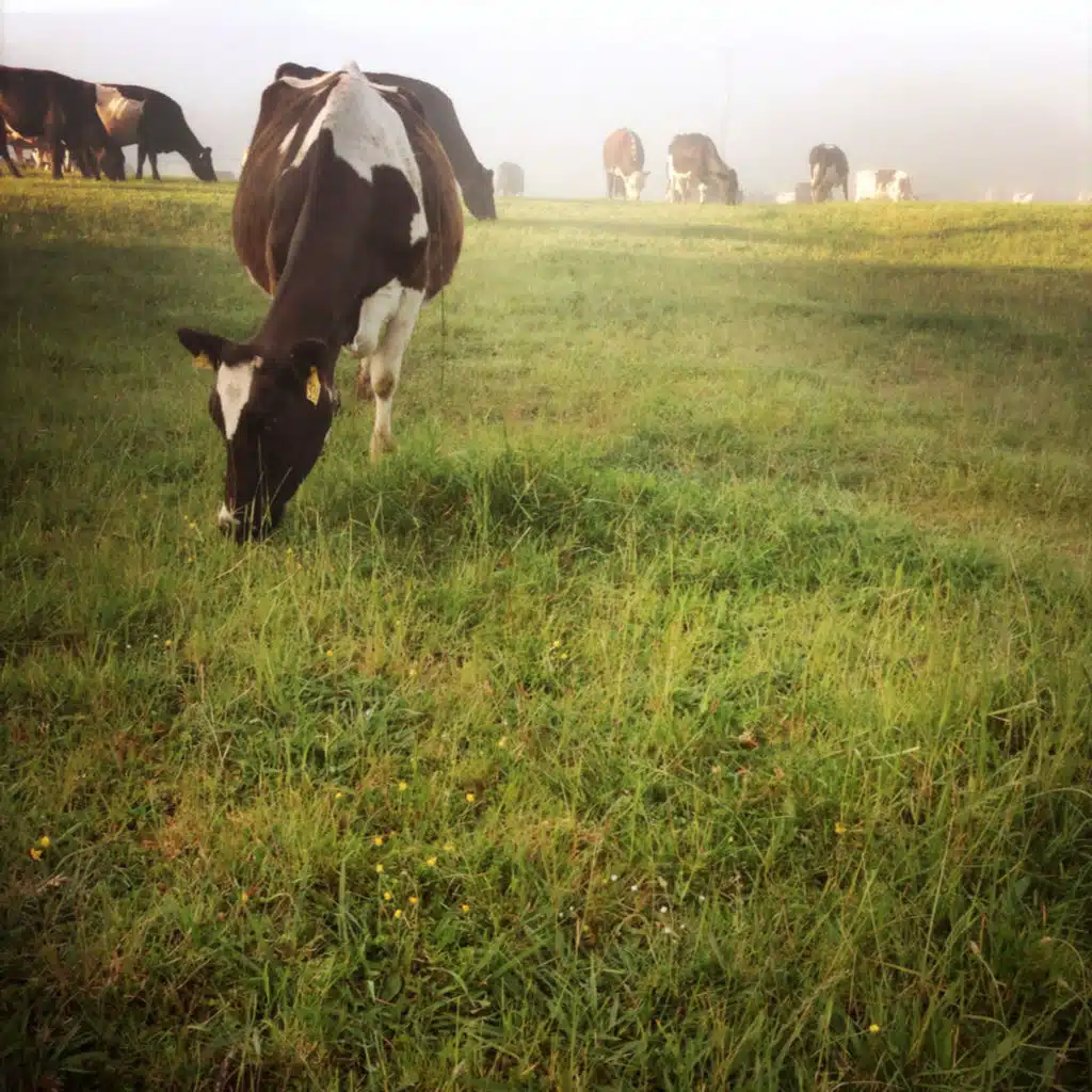 Seasonal Milk Flows in Oceania Dairy - With a Spring in the Step!