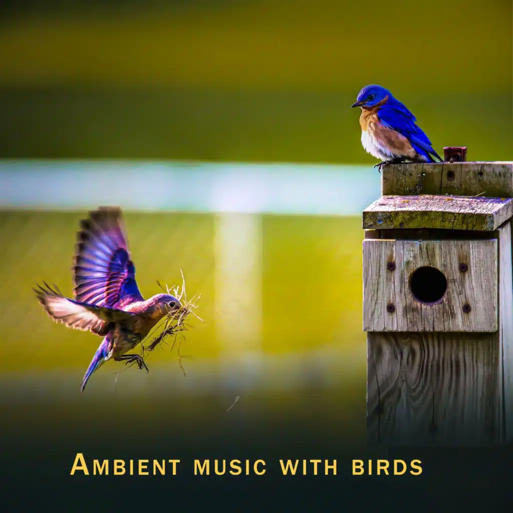 Ambient Music with Birds