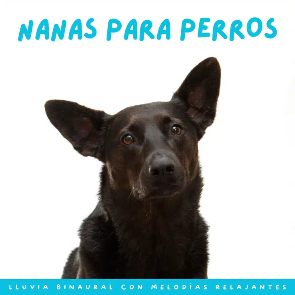 Sonidos De Terapia De Perros Melódicos
