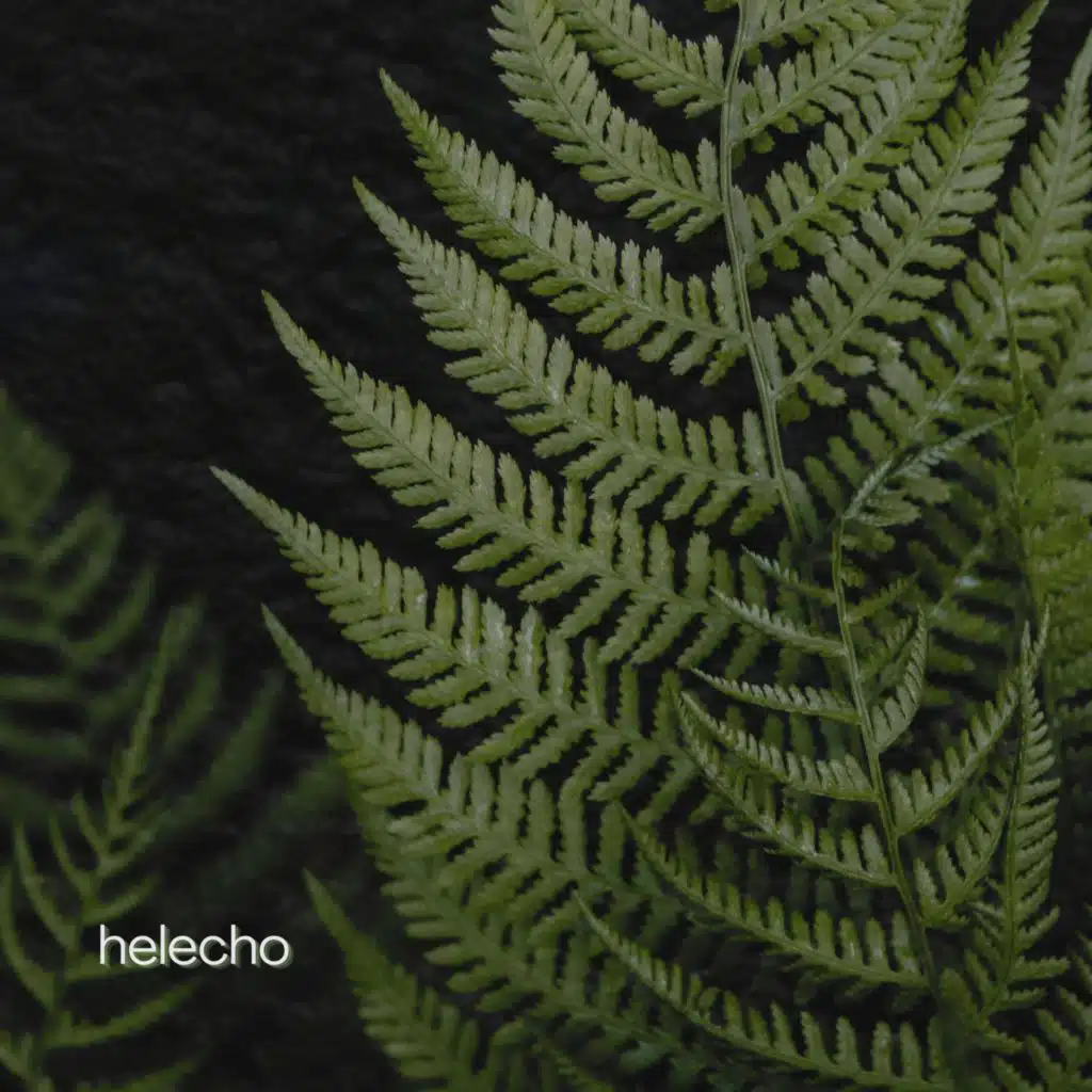 Ruth de las Plantas & Daniel Ordóñez