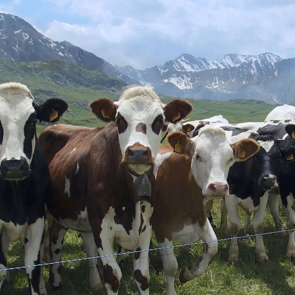 #28 — Meat Without Misery