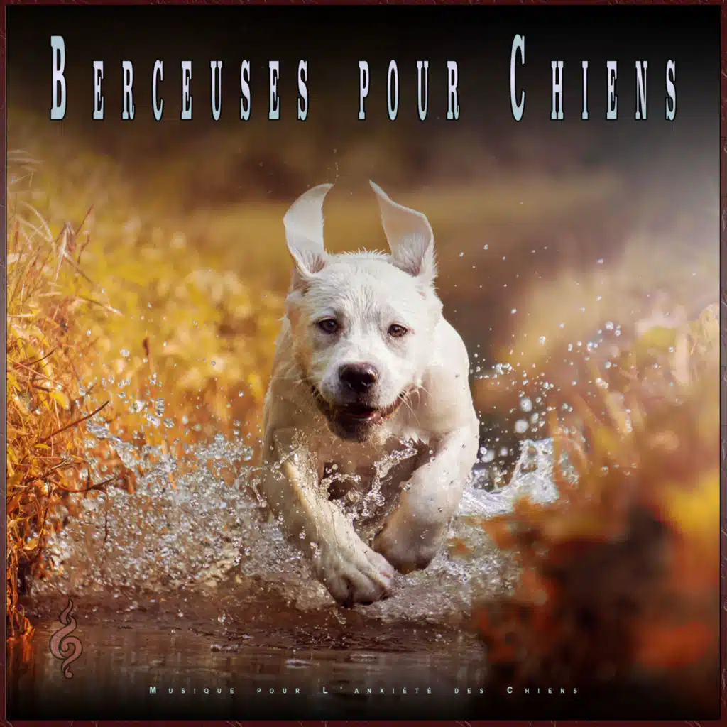 Musique calme pour les chiens