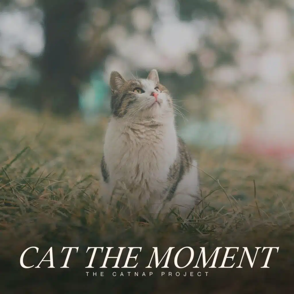 Cat the Moment