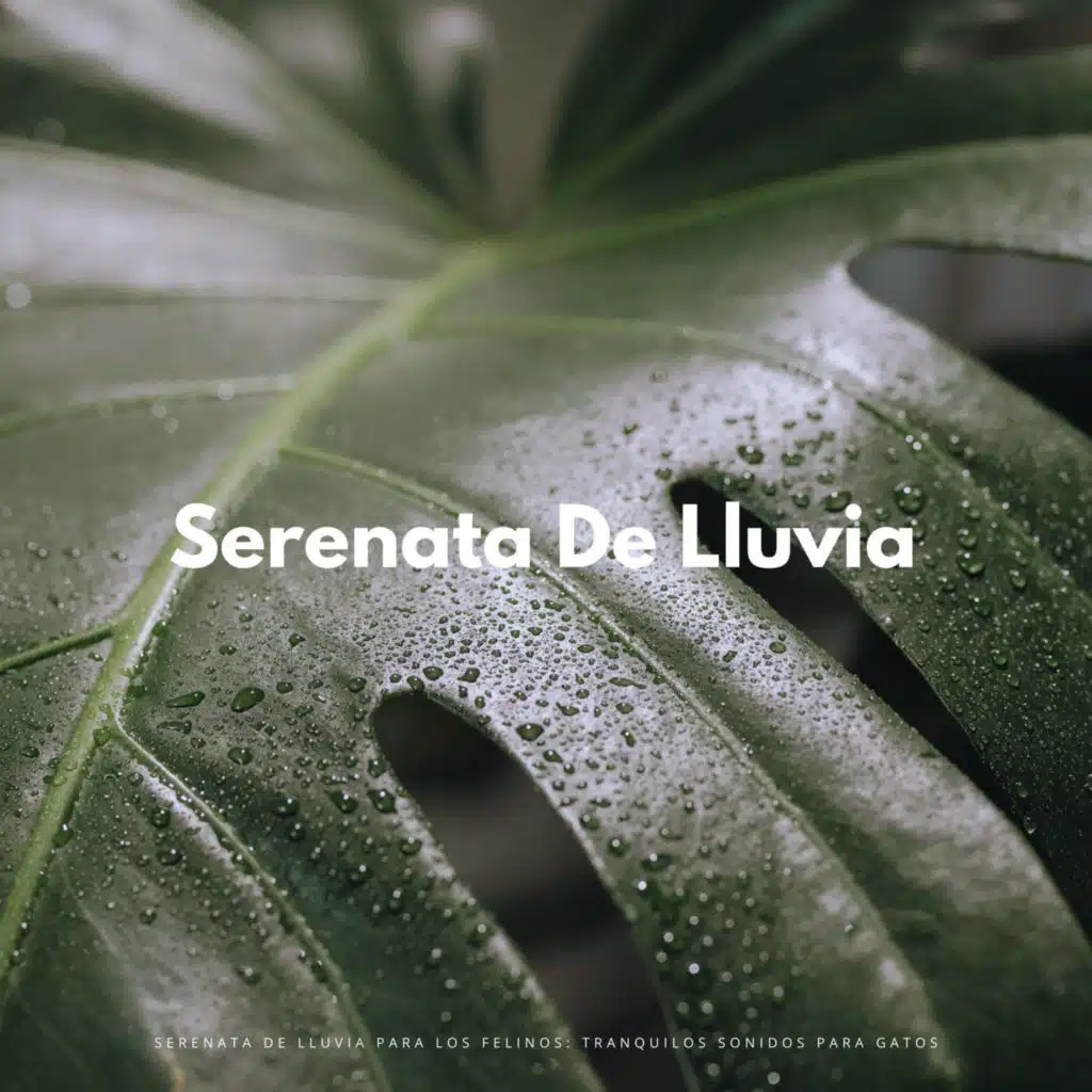 Serenata De Lluvia Para Los Felinos: Tranquilos Sonidos Para Gatos