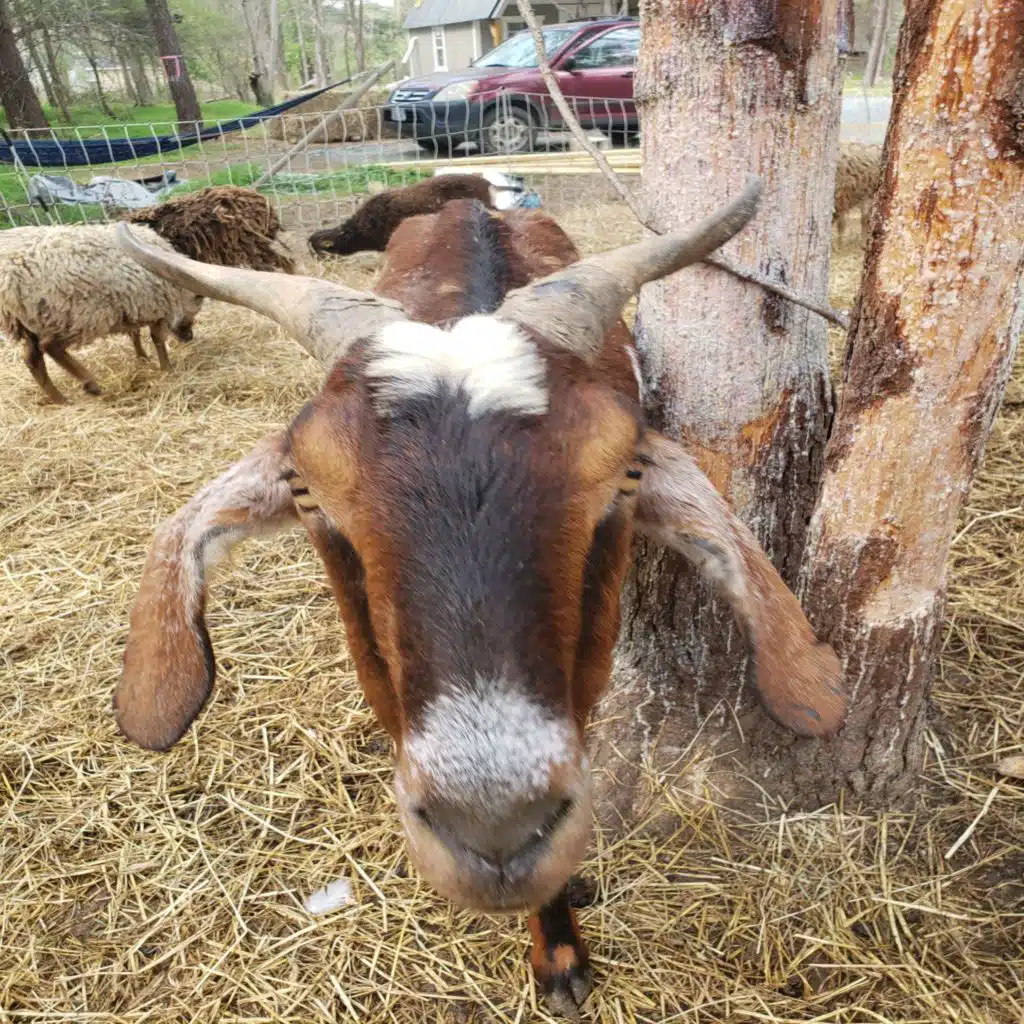 (Preview) Bonus Episode 59 - Ode to the Zagros Mountains