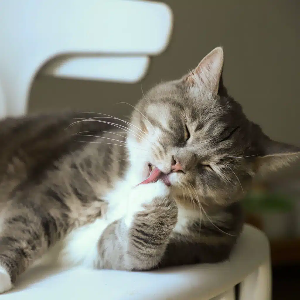 Love Cat