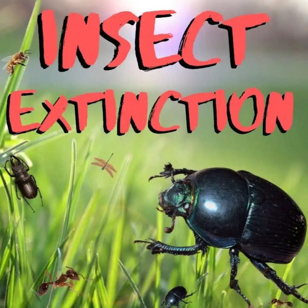 Kid News This Week: Insect extinction, echidna back from brink, Diwali record breaker, Swedes say “hey”