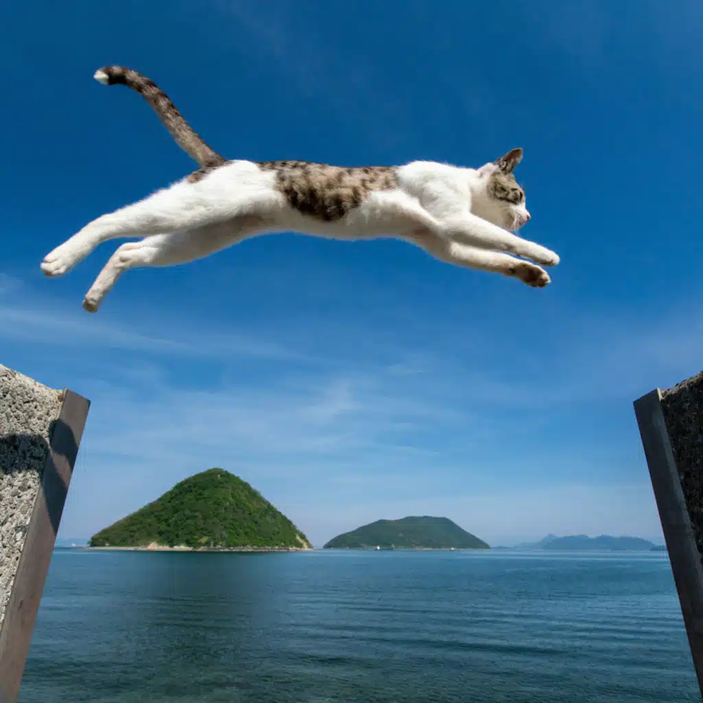 Saltwater Purr: Ocean Music for Cats