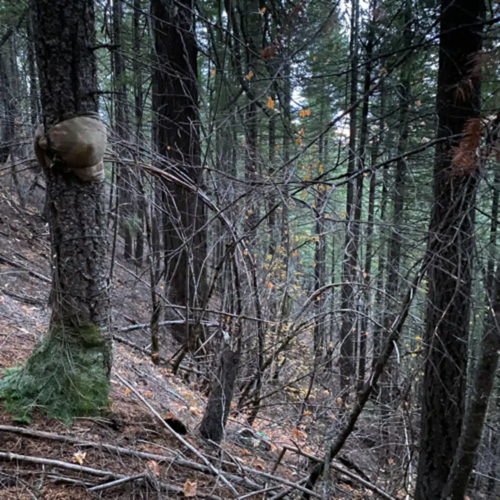 153: Tree Ears- Autumn Day In Douglas Fir Forest