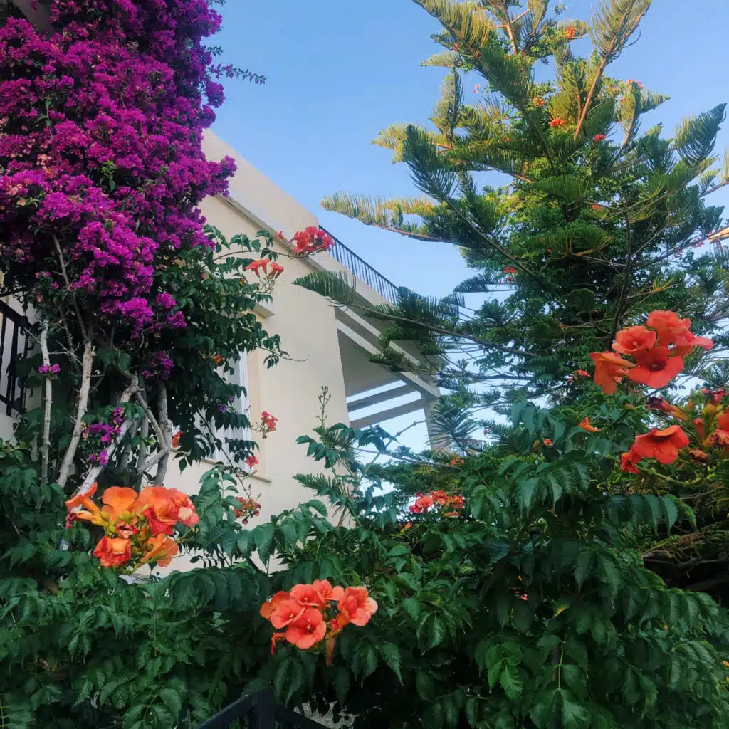 Lavendel (feat. Allthingsbittersweet)