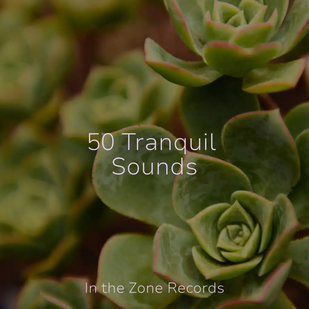 50 Tranquil Sounds
